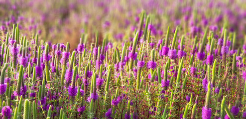 Fototapeta premium Birds and Landscapes 