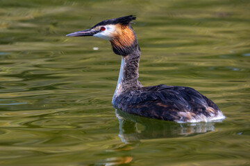 Great Crested Grebe, Podiceps cristatus with beautiful orange colors, a water bird with red eyes.