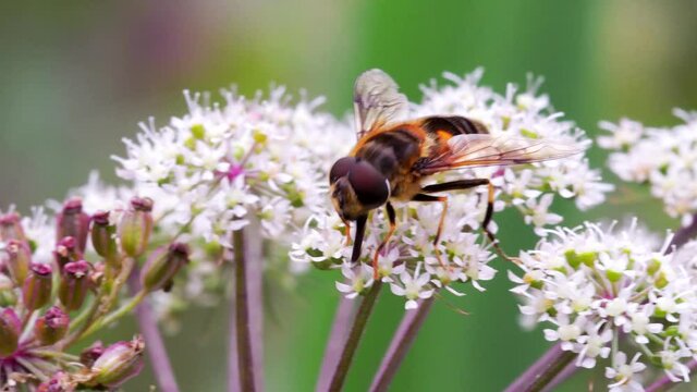 Hoverflies - Drone Fly, Eristalis nemorum on the flowers