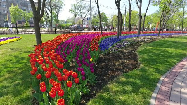 Blossoming colorful flowerbeds in spring city park