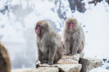 Japanese snow monkeys sitting on the stone 