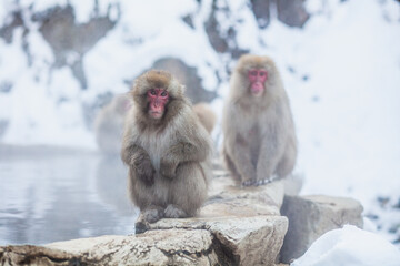 Naklejka premium Japanese snow monkeys sitting on the stone 