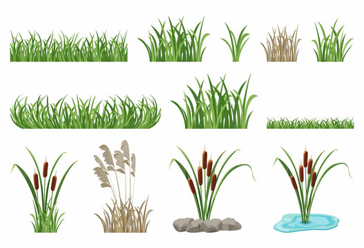 Set of illustrations of reeds, cattails, seamless grass elements.