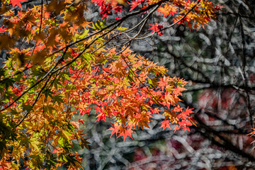 岩村城登山口の紅葉