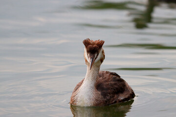 great crested grebe