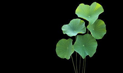 Isolated waterlily or lotus plants with clipping paths.