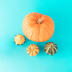 Colorful pumpkins on a blue background. Creative autumn arrangement. Halloween and Thanksgiving concept.