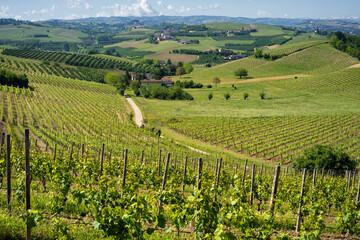 Vineyards of Langhe, Piedmont, Italy at May - obrazy, fototapety, plakaty
