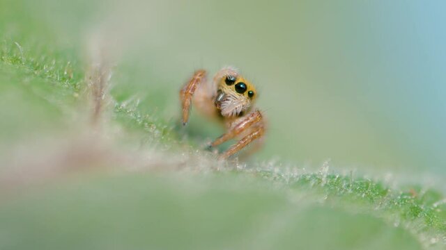 SLOW MOTION, MACRO, DOF: Detailed shot of an adorable tiny jumping spider crawling along a leaf. Lovely little jumper is exploring the woods. Tiny spider with fuzzy legs wandering around the forest.