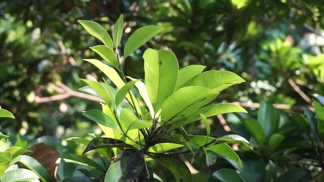Sapodilla leaves (Manilkara zapota, sapota, chikoo, naseberry, sawo, nispero) in the nature background. The name "zapota" from the Spanish zapote ultimately derives from the Nahuatl word tzapoti.