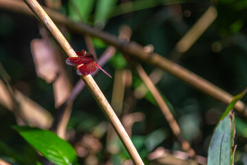 The Red Dragonfly, also known as Red-Veined Darter or Nomad is technically known as Sympetrum Fonscolombii, and belongs to the Sympetrum genus. It is widespread in the southern parts of Europe