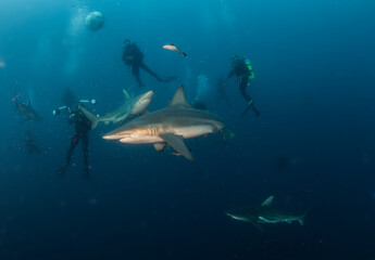 Fototapeta premium Blacktip (Zambezi) Shark in South Africa