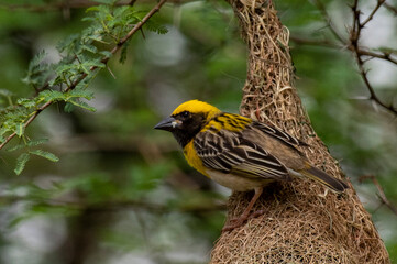 Birds and Landscapes 