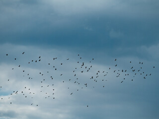 Flock of birds flying against storm cloudy sky during the day.