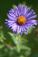 Obraz premium close up of a purple New England Aster