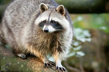 Fototapeta premium The most characteristic physical feature of the raccoon is the area of black fur around the eyes, like a bandit´s mask