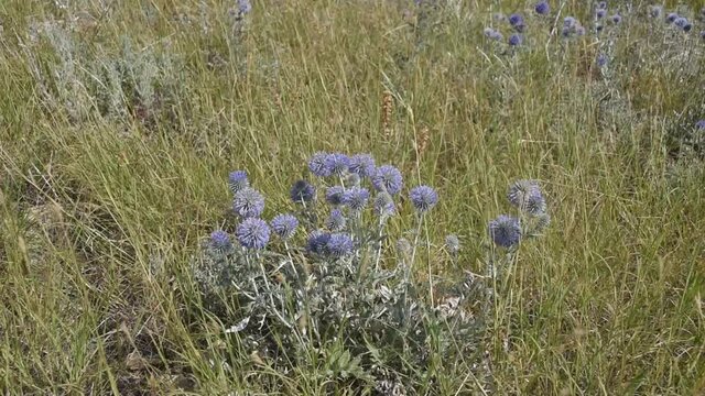 Steppe and blue flowers of southern globethistle (Echinops ritro) swinging in the wind
