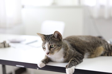 Stay home stay safe with cat in room.