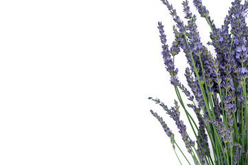 Naklejka premium Levander, aka levandula, violet flowering plant isolated, greeting card