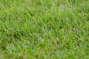 Grass Background