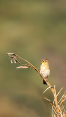 Nature Frames, Landscape and Birds