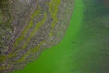 Water pollution by blooming blue-green algae or Cyanobacteria, world environmental problem. Water lake with harmful algal blooms, surface, top view. Ecology concept, polluted nature