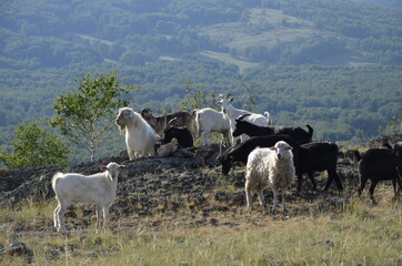 herd of sheep and goats goats sheeps pets on the mountain nature