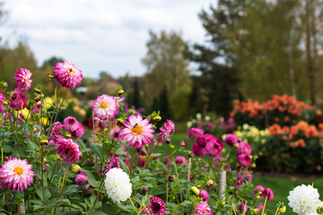 Obraz premium Colorful vivid dahlia flowers growing outdoors in sunny day in autumn time in botanical park, beautiful floral background