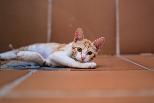 Portrait of a very young cat posing lying on the floor of a terrace. Photography made in Madrid, Spain.
