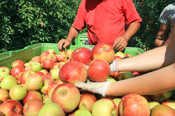 Apples in women's hands, close up of farmers pick apples and sort them into large boxes in the orchard