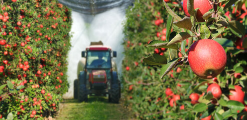 Spraying apple orchard to protect against disease and insects. Apple fruit tree spraying with a tractor and agricultural machinery in summer - obrazy, fototapety, plakaty