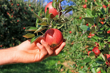 Picking ripe apple in orchard. Close up of male hand takes the apple on a summer sunny day
