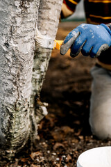 Whitewash of spring trees, protection from insects and pests.Whitewashing of trees in the spring. Gardening and agriculture, protective actions.