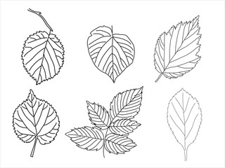 Obraz premium Set of leaves in the doodle style. Hand-drawn silhouette Botanical medicinal vector plant 