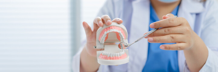 dentist holding tooth model White healthy tooth Doctor doing dental treatment