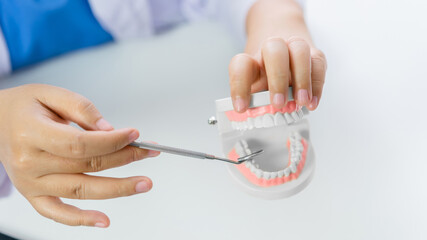 Obraz na płótnie Canvas dentist holding tooth model White healthy tooth Doctor doing dental treatment