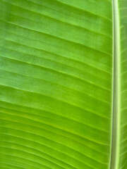 green banana leaf background as wallpaper