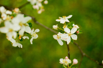 Blooming apple tree in spring. Nature blurry background