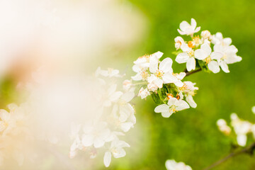 Blooming apple tree in spring. Nature blurry background
