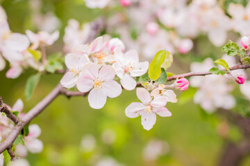 Naklejka na ściany i meble Blooming apple tree in spring. Nature blurry background