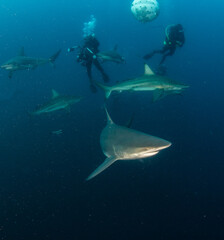 Blacktip (Zambezi) Shark in South Africa