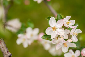 Blooming apple tree in spring. Nature blurry background