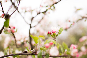 Fototapeta na wymiar Blooming apple tree in spring. Nature blurry background
