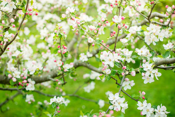 Obraz premium Blooming apple tree in spring. Nature blurry background