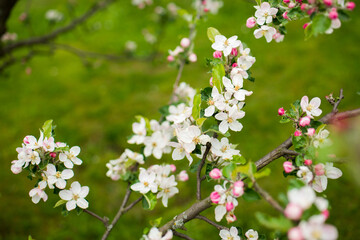 Blooming apple tree in spring. Nature blurry background