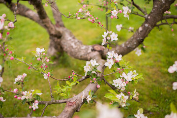 Blooming apple tree in spring. Nature blurry background
