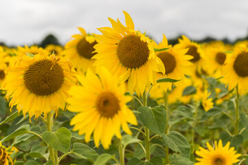 Sunflowers in a field in summer, England