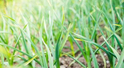 Sowing vegetables in the field. Gardening spring concept.