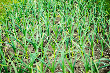 Sowing vegetables in the field. Gardening spring concept.