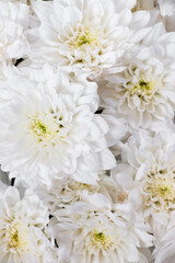 White flowers close up. Soft pastel wedding background. Beautiful floral background.